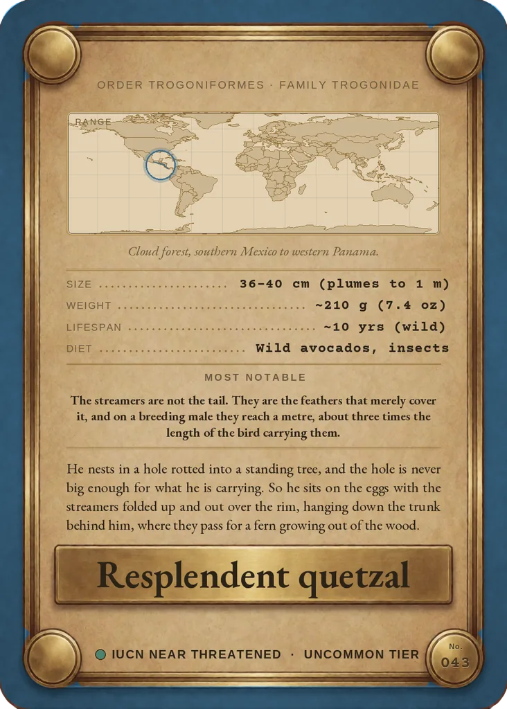 Resplendent quetzal card, back