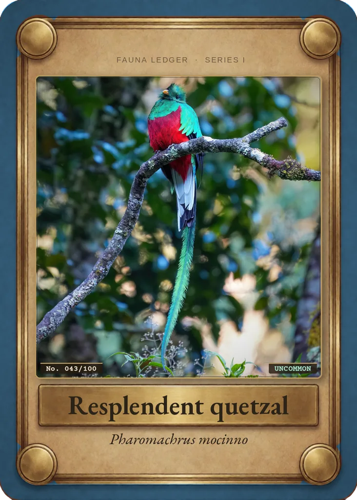 Resplendent quetzal card, front