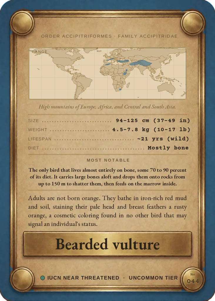 Bearded vulture card, back