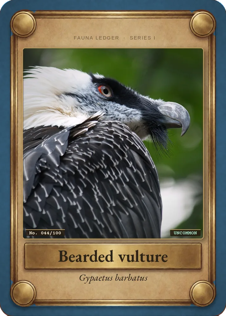 Bearded vulture card, front