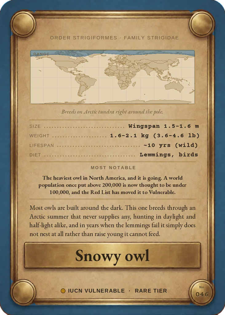 Snowy owl card, back