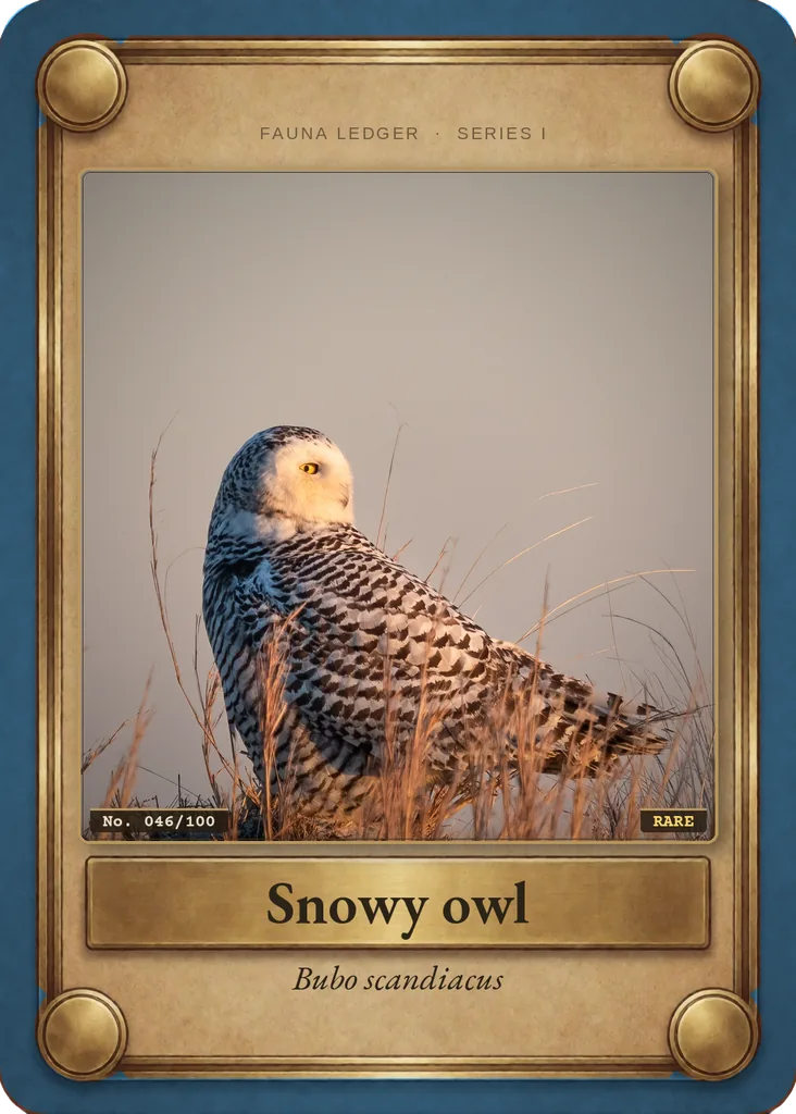 Snowy owl card, front