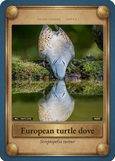 European turtle dove