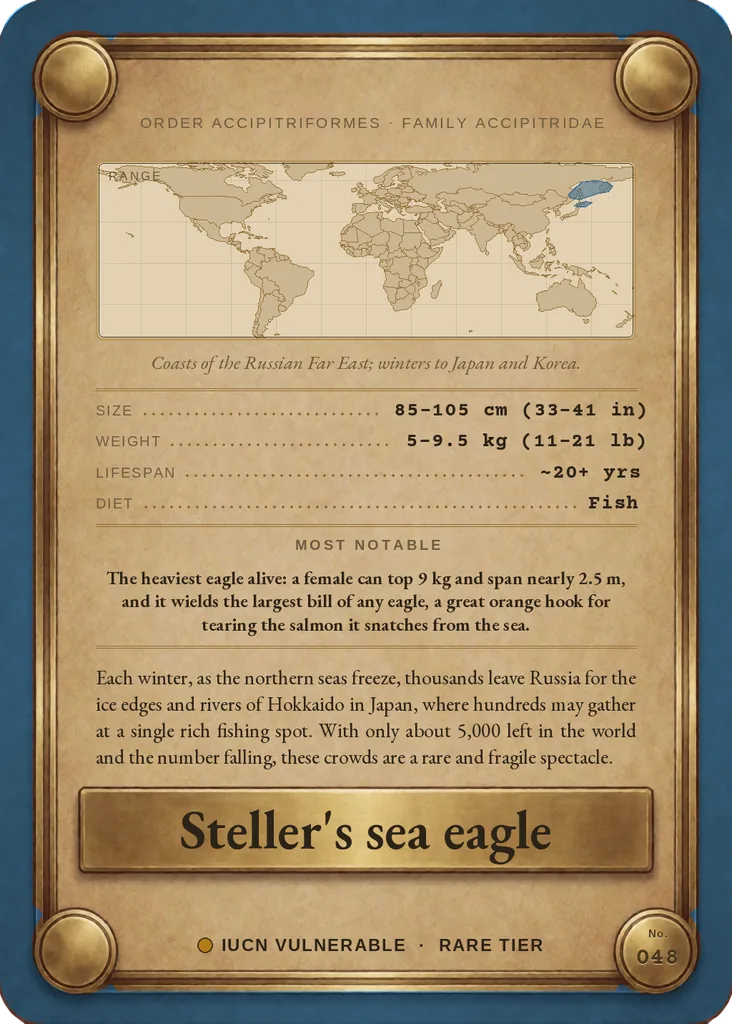 Steller's sea eagle card, back
