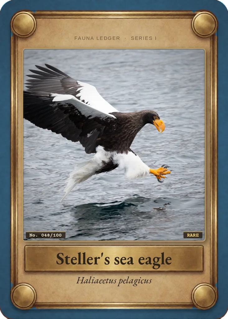 Steller's sea eagle card, front