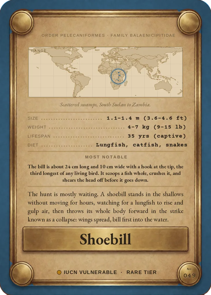 Shoebill card, back