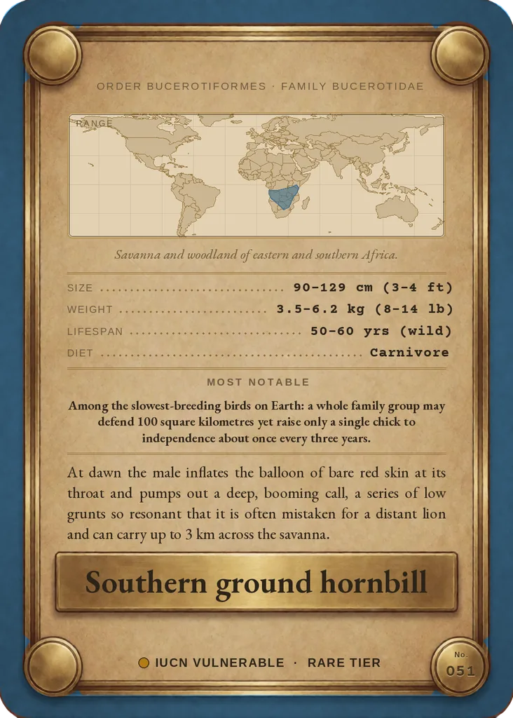Southern ground hornbill card, back