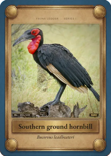 Southern ground hornbill