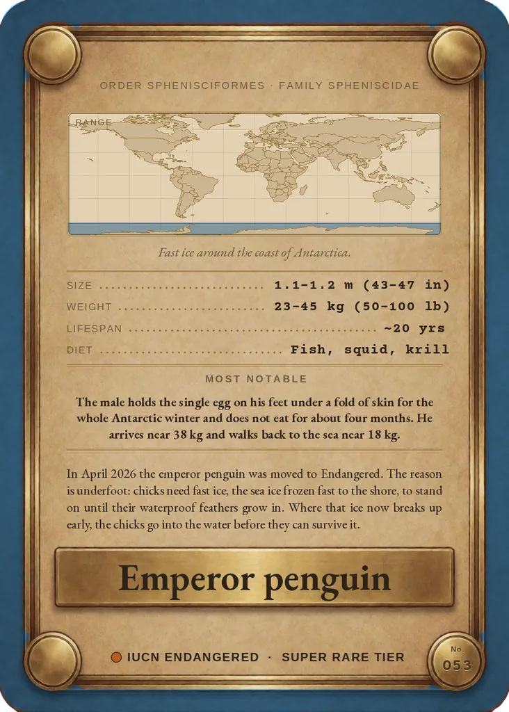 Emperor penguin card, back