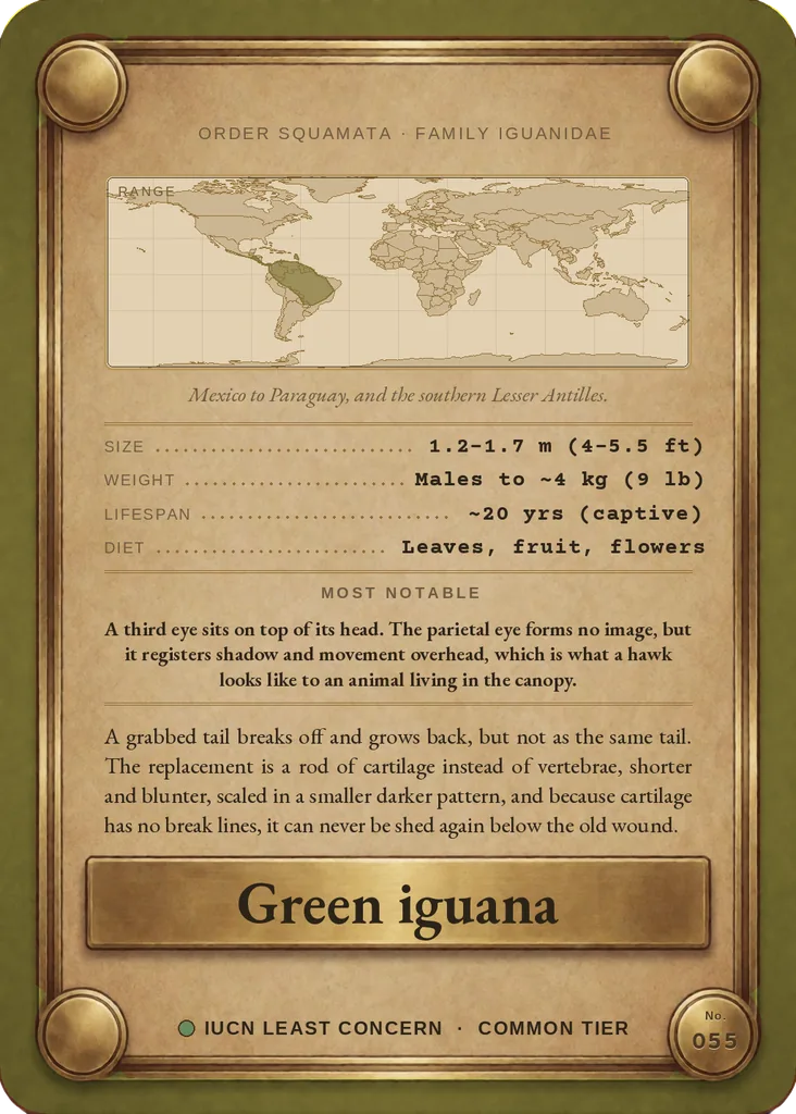Green iguana card, back