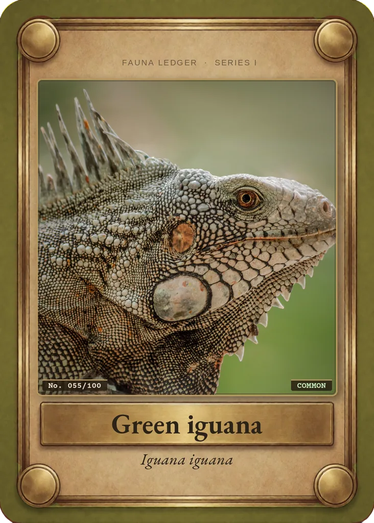 Green iguana card, front