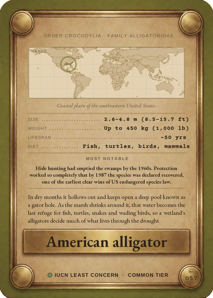 American alligator card, back