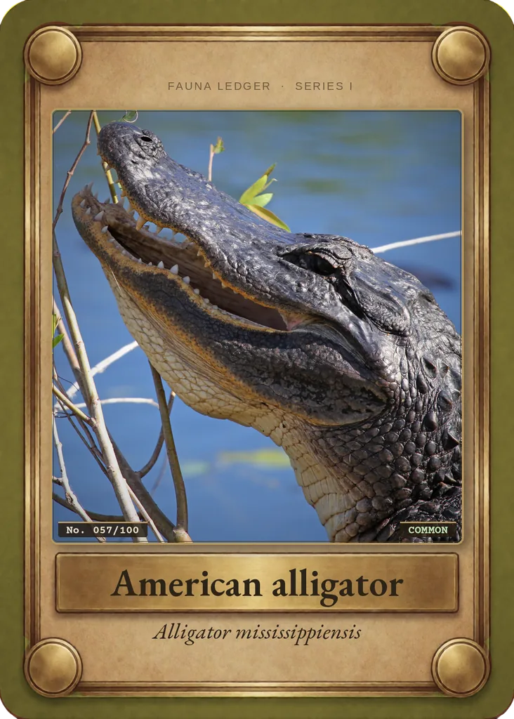 American alligator card, front