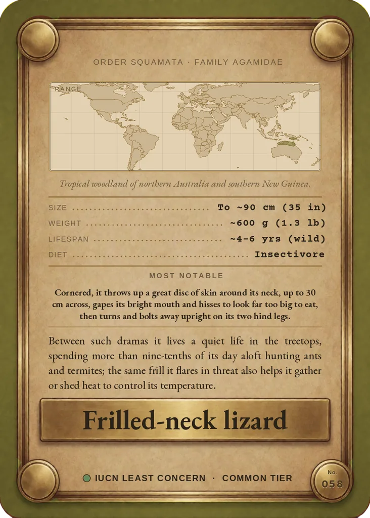 Frilled-neck lizard card, back