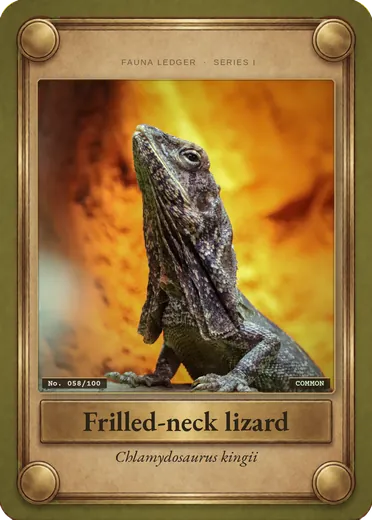 Frilled-neck lizard
