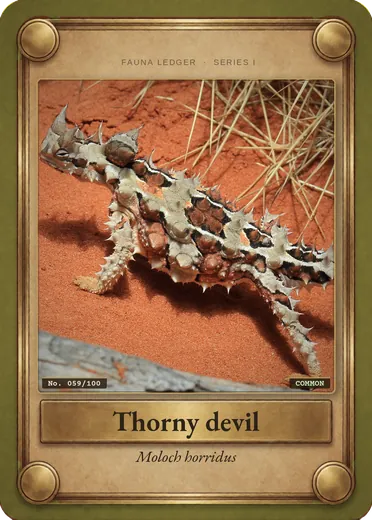 Thorny devil