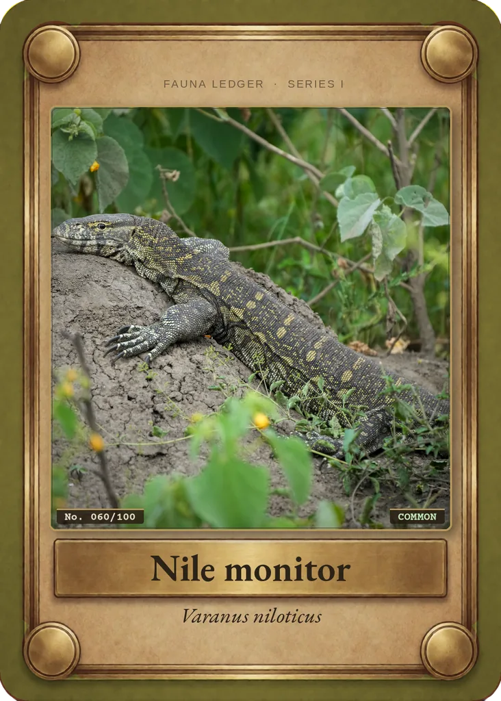 Nile monitor card, front