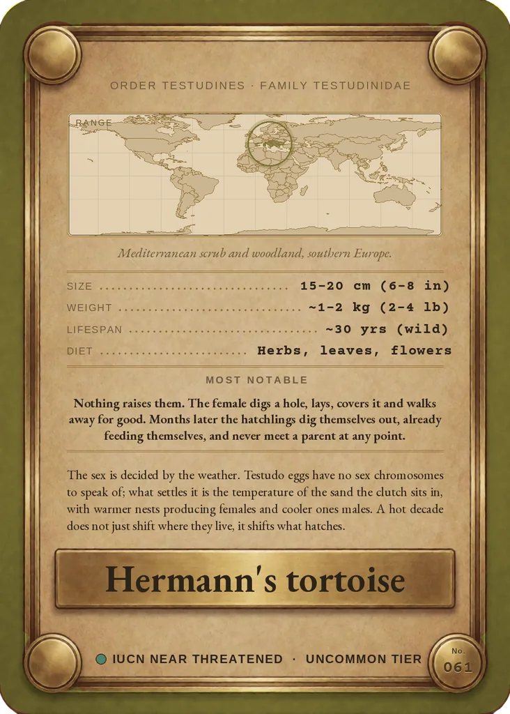 Hermann's tortoise card, back