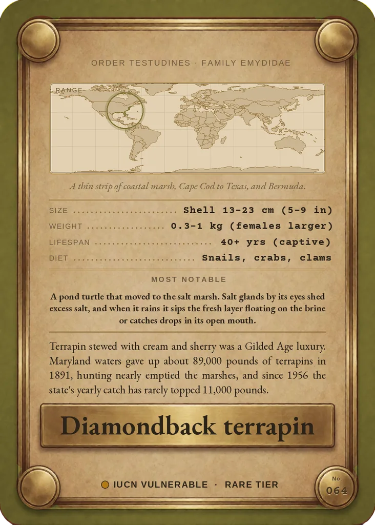Diamondback terrapin card, back