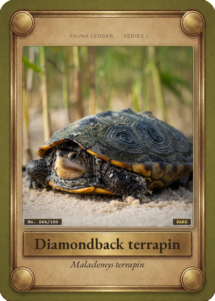 Diamondback terrapin card, front