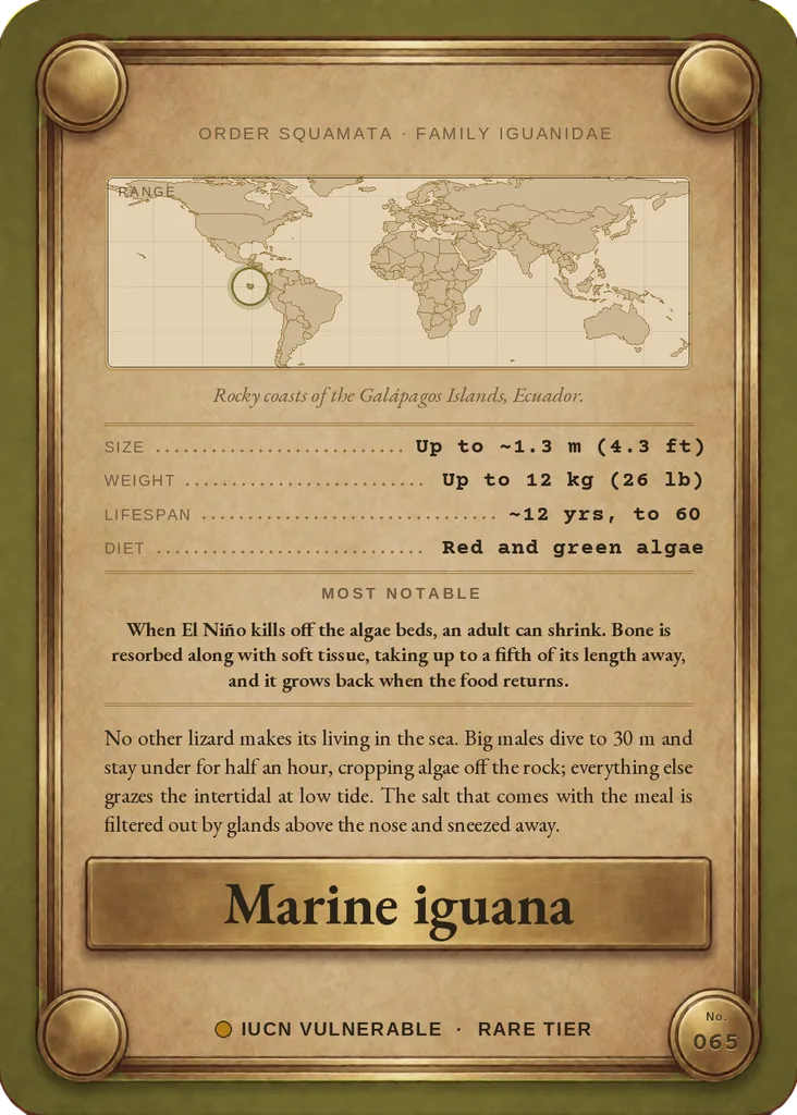 Marine iguana card, back