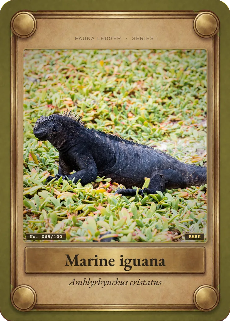 Marine iguana card, front