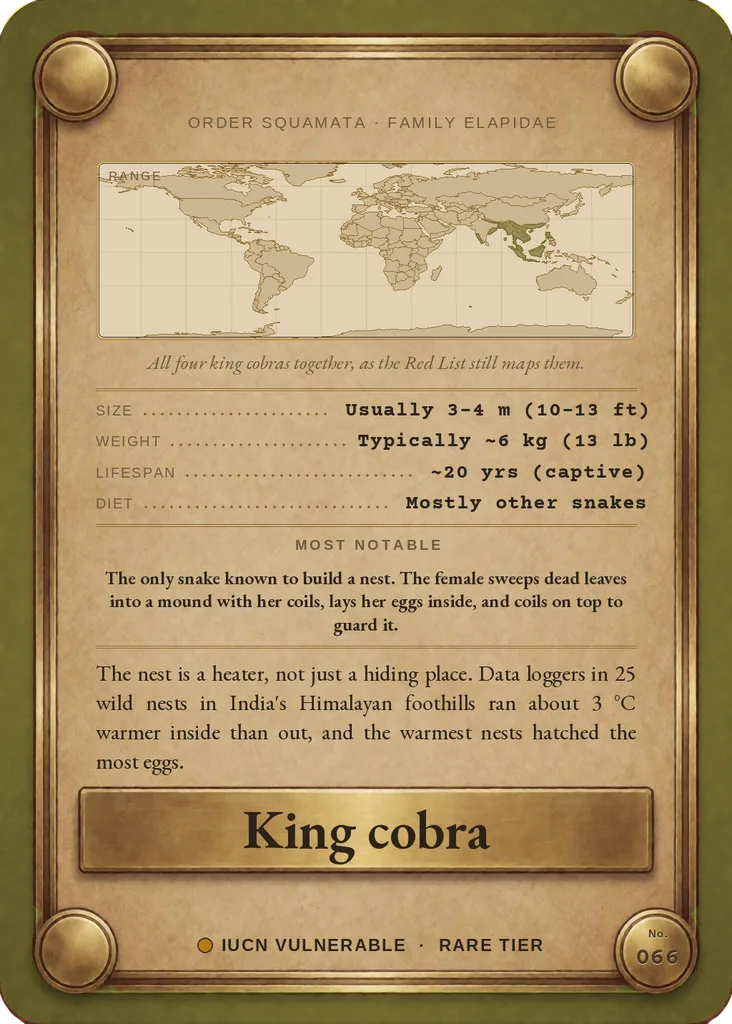 King cobra card, back