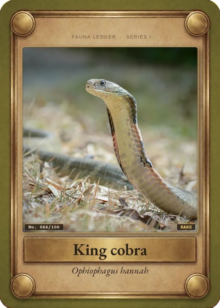 King cobra card, front