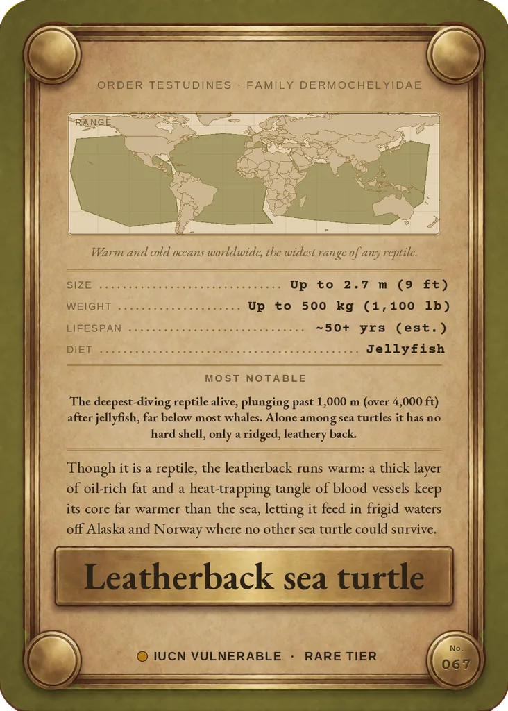 Leatherback sea turtle card, back