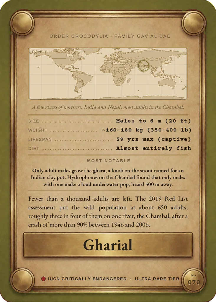 Gharial card, back