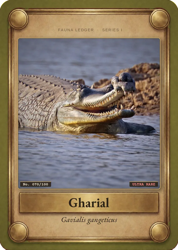 Gharial card, front