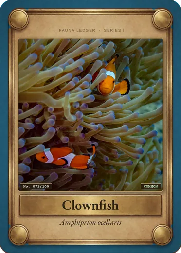 Clownfish
