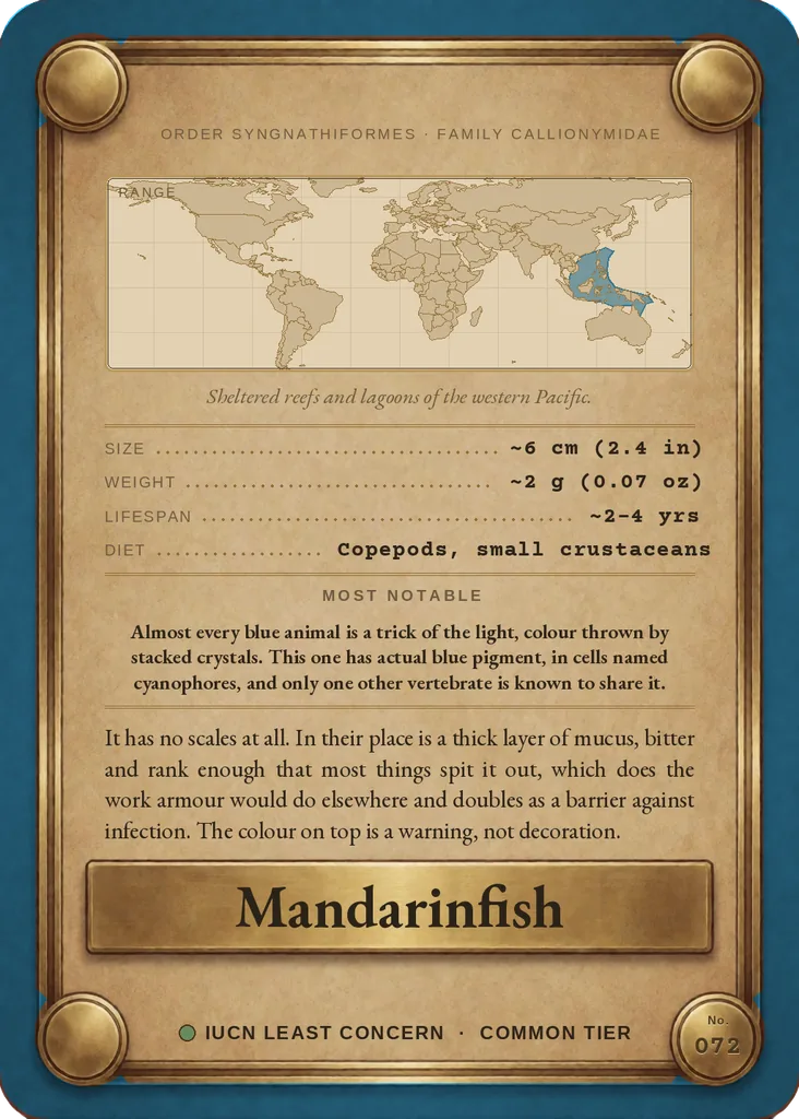 Mandarinfish card, back