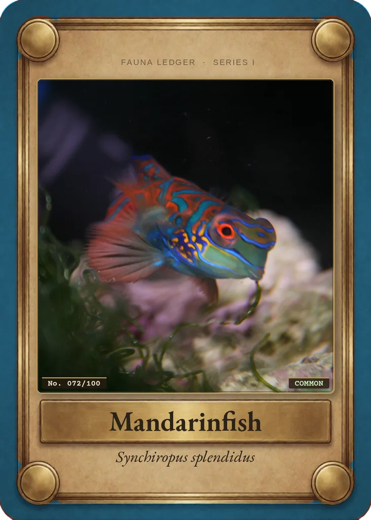 Mandarinfish card, front