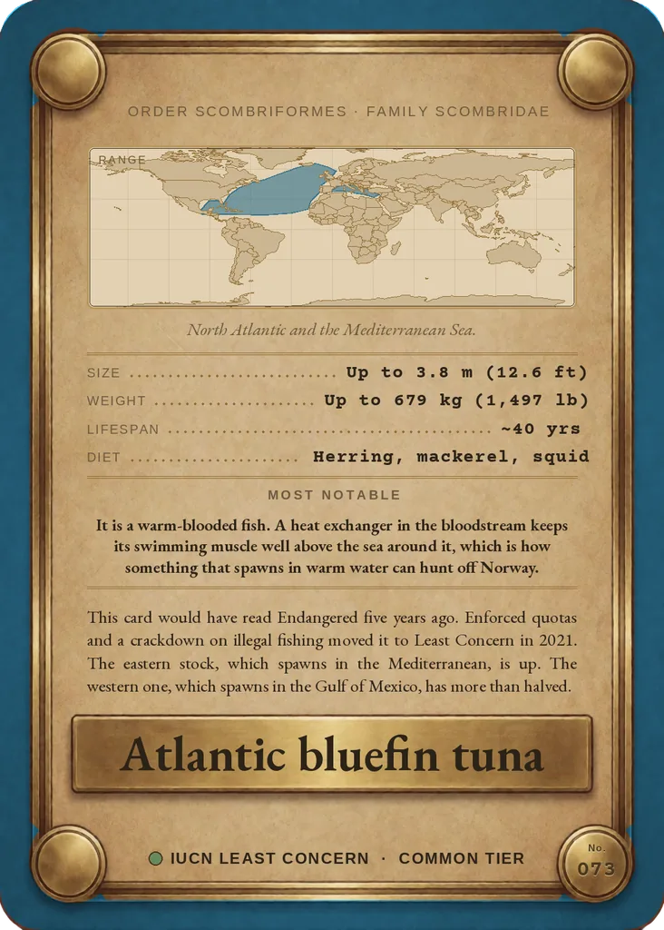 Atlantic bluefin tuna card, back