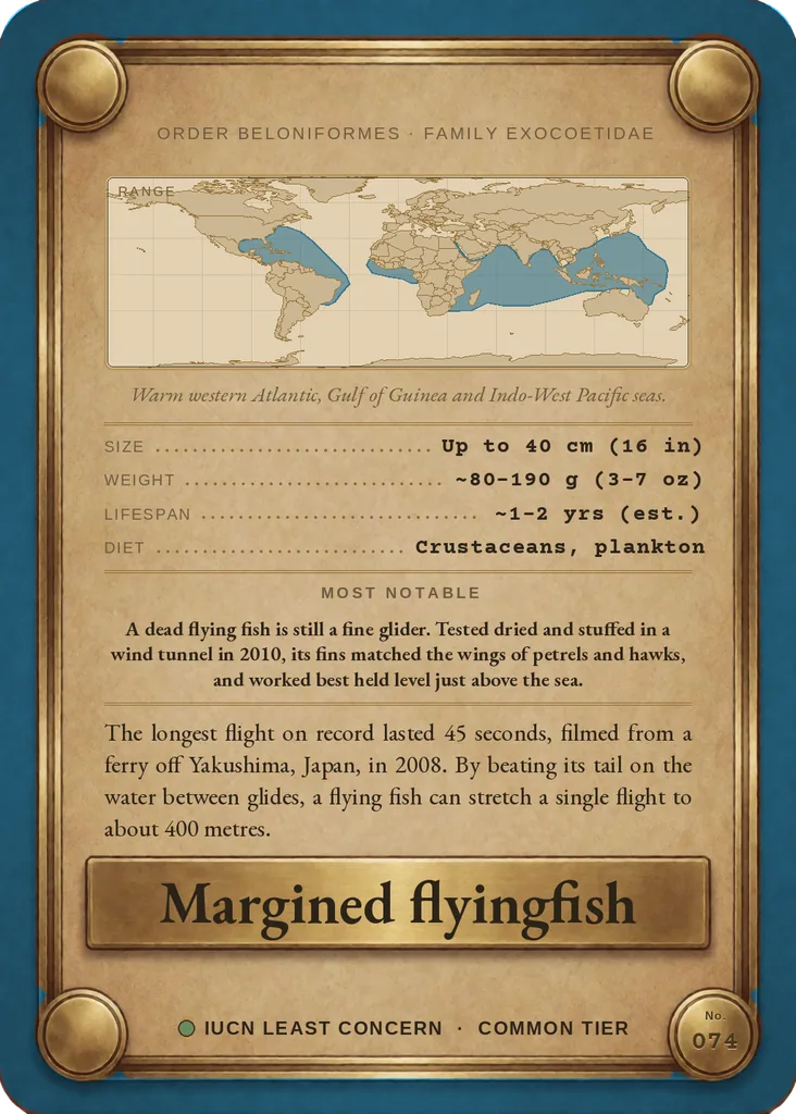 Margined flyingfish card, back