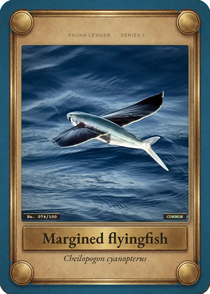 Margined flyingfish card