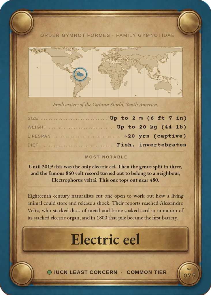Electric eel card, back