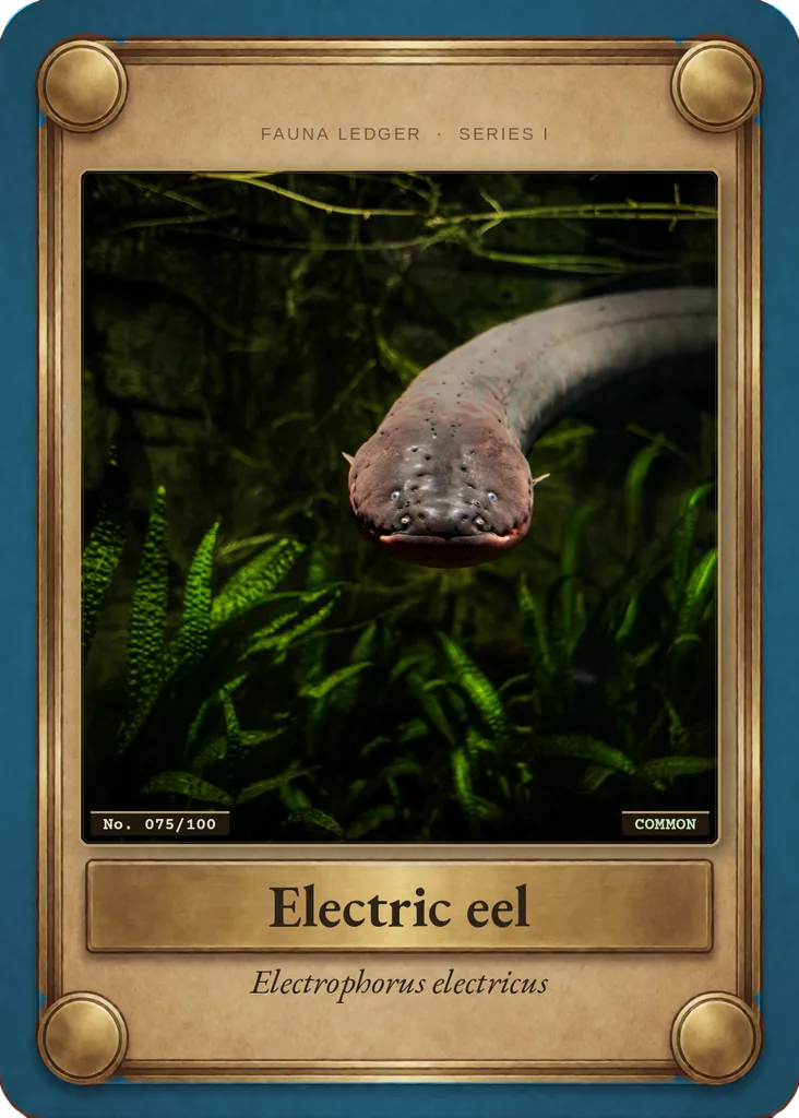 Electric eel card, front