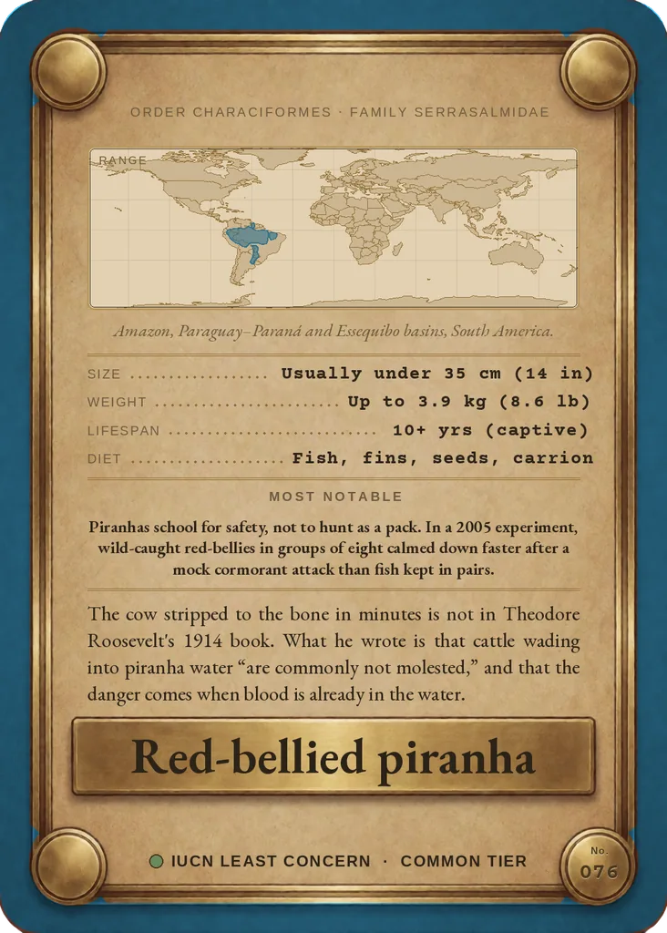 Red-bellied piranha card, back