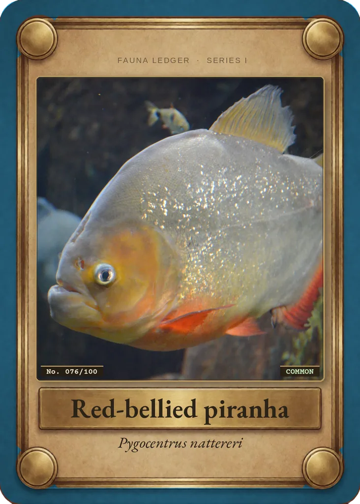 Red-bellied piranha card, front