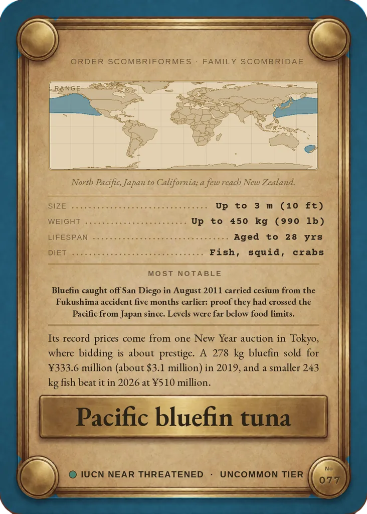 Pacific bluefin tuna card, back
