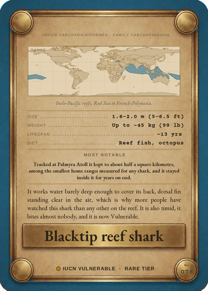 Blacktip reef shark card, back