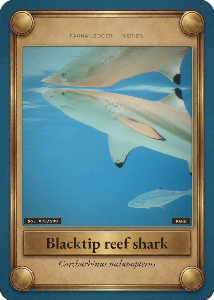 Blacktip reef shark card, front