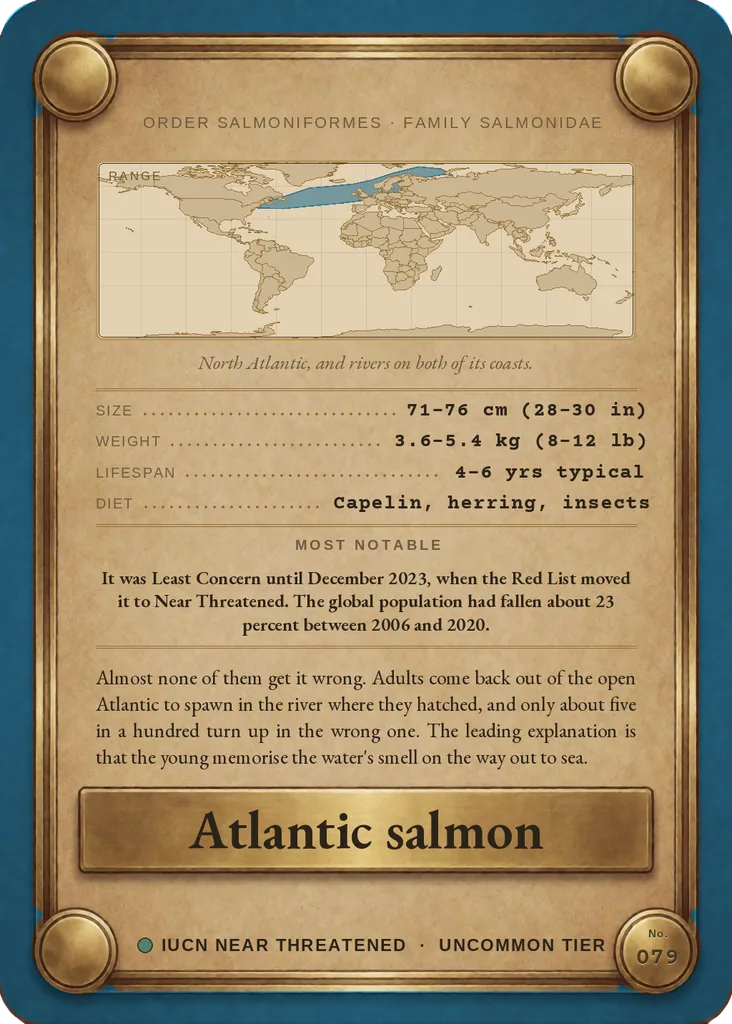 Atlantic salmon card, back