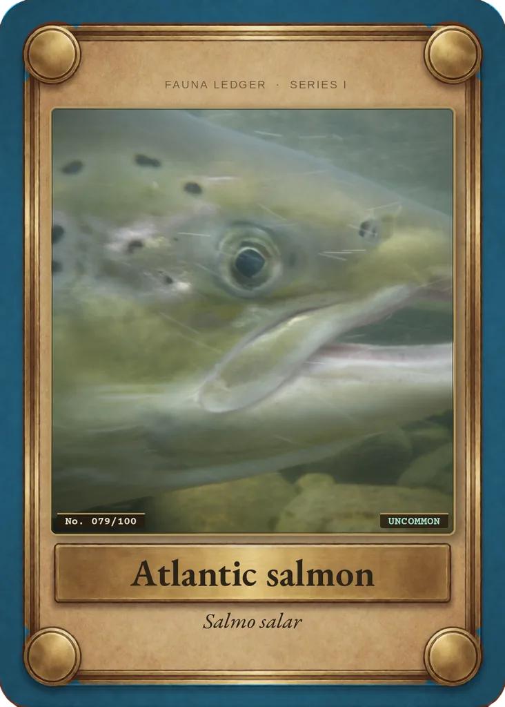 Atlantic salmon card, front