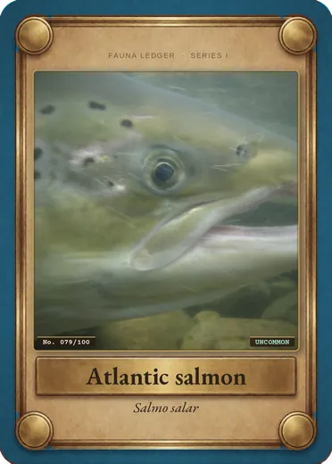 Atlantic salmon