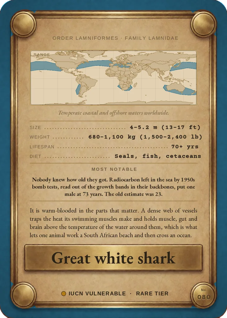Great white shark card, back