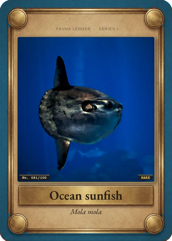 Ocean sunfish card, front