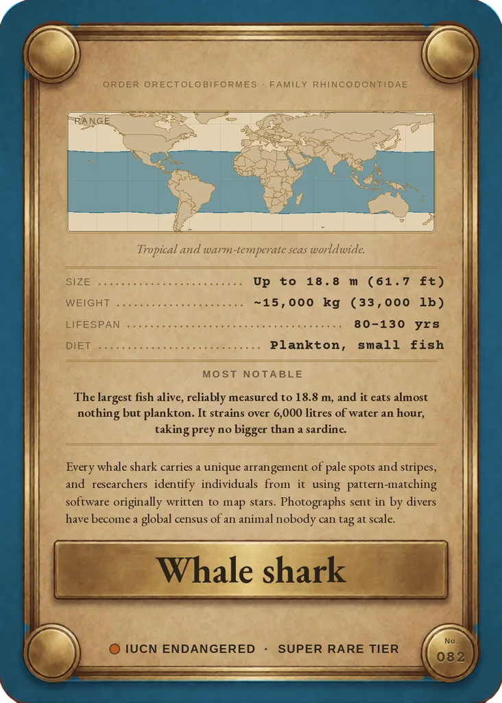 Whale shark card, back